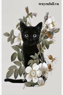 Mèo book cover